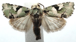  ( - 15-SRNP-101681)  @14 [ ] CreativeCommons  Attribution Non-Commercial Share-Alike (2016) Unspecified Guanacaste Dry Forest Conservation Fund