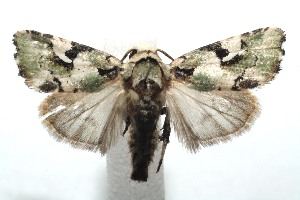  ( - 15-SRNP-101761)  @14 [ ] CreativeCommons  Attribution Non-Commercial Share-Alike (2016) Unspecified Guanacaste Dry Forest Conservation Fund