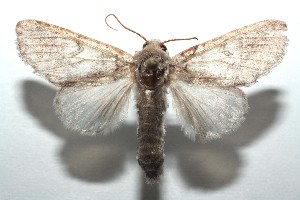  ( - 15-SRNP-101845)  @13 [ ] CreativeCommons  Attribution Non-Commercial Share-Alike (2016) Unspecified Guanacaste Dry Forest Conservation Fund