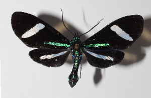  ( - 15-SRNP-30102)  @13 [ ] CreativeCommons  Attribution Non-Commercial Share-Alike (2016) Unspecified Guanacaste Dry Forest Conservation Fund