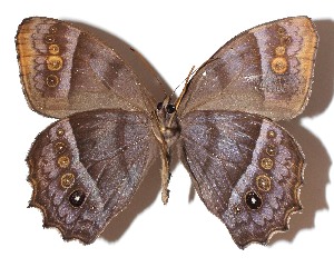  ( - 15-SRNP-45692)  @14 [ ] CreativeCommons  Attribution Non-Commercial Share-Alike (2017) Daniel H. Janzen Guanacaste Dry Forest Conservation Fund