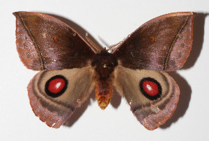  ( - 15-SRNP-603)  @11 [ ] CreativeCommons  Attribution Non-Commercial Share-Alike (2016) Unspecified Guanacaste Dry Forest Conservation Fund