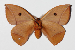  ( - 15-SRNP-603)  @11 [ ] CreativeCommons  Attribution Non-Commercial Share-Alike (2016) Unspecified Guanacaste Dry Forest Conservation Fund