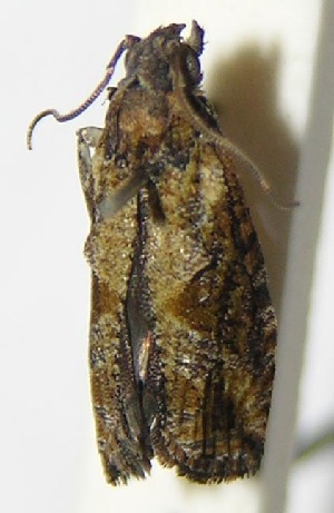  ( - 10-SRNP-3308)  @12 [ ] CreativeCommons - Attribution Non-Commercial Share-Alike (2012) Daniel H. Janzen Guanacaste Dry Forest Conservation Fund