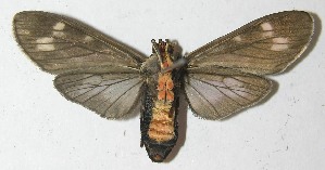  ( - 10-SRNP-67646)  @13 [ ] CreativeCommons - Attribution Non-Commercial Share-Alike (2010) Daniel H. Janzen Guanacaste Dry Forest Conservation Fund