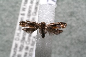  ( - 14-SRNP-30710)  @13 [ ] CreativeCommons  Attribution Non-Commercial Share-Alike (2017) Daniel H. Janzen Guanacaste Dry Forest Conservation Fund