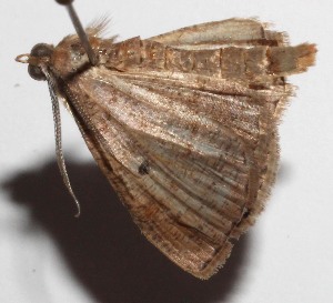  ( - 14-SRNP-47841)  @12 [ ] CreativeCommons  Attribution Non-Commercial Share-Alike (2017) Daniel H. Janzen Guanacaste Dry Forest Conservation Fund