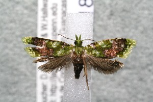  ( - 15-SRNP-118)  @13 [ ] CreativeCommons  Attribution Non-Commercial Share-Alike (2017) Daniel H. Janzen Guanacaste Dry Forest Conservation Fund