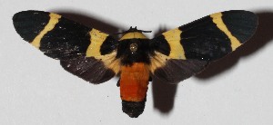  ( - 15-SRNP-26165)  @14 [ ] CreativeCommons  Attribution Non-Commercial Share-Alike (2017) Daniel H. Janzen Guanacaste Dry Forest Conservation Fund