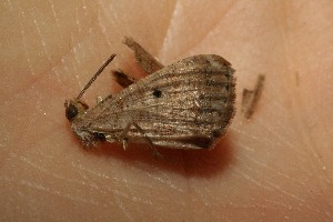  ( - 15-SRNP-45105)  @12 [ ] CreativeCommons  Attribution Non-Commercial Share-Alike (2017) Daniel H. Janzen Guanacaste Dry Forest Conservation Fund