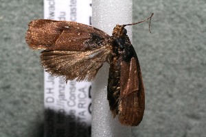  ( - 15-SRNP-55474)  @12 [ ] CreativeCommons  Attribution Non-Commercial Share-Alike (2017) Daniel H. Janzen Guanacaste Dry Forest Conservation Fund