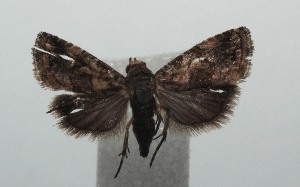  ( - 16-SRNP-100672)  @12 [ ] CreativeCommons  Attribution Non-Commercial Share-Alike (2017) Daniel H. Janzen Guanacaste Dry Forest Conservation Fund