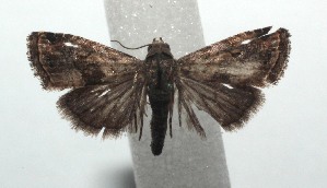  ( - 16-SRNP-100674)  @13 [ ] CreativeCommons  Attribution Non-Commercial Share-Alike (2017) Daniel H. Janzen Guanacaste Dry Forest Conservation Fund