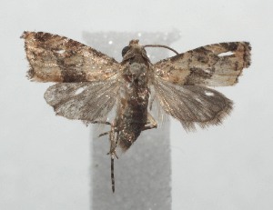  ( - 16-SRNP-100864)  @12 [ ] CreativeCommons  Attribution Non-Commercial Share-Alike (2017) Daniel H. Janzen Guanacaste Dry Forest Conservation Fund