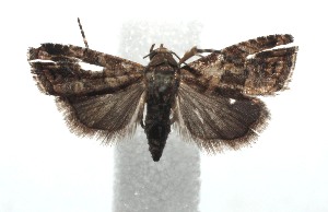  ( - 16-SRNP-100865)  @12 [ ] CreativeCommons  Attribution Non-Commercial Share-Alike (2017) Daniel H. Janzen Guanacaste Dry Forest Conservation Fund