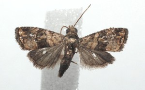  ( - 16-SRNP-101100)  @12 [ ] CreativeCommons  Attribution Non-Commercial Share-Alike (2017) Daniel H. Janzen Guanacaste Dry Forest Conservation Fund