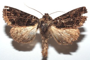  ( - 16-SRNP-101280)  @11 [ ] CreativeCommons  Attribution Non-Commercial Share-Alike (2017) Daniel H. Janzen Guanacaste Dry Forest Conservation Fund