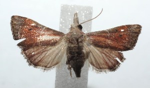  ( - 16-SRNP-101960)  @13 [ ] CreativeCommons  Attribution Non-Commercial Share-Alike (2017) Daniel H. Janzen Guanacaste Dry Forest Conservation Fund