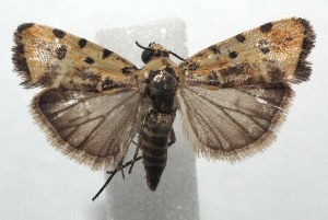  ( - 16-SRNP-103493)  @13 [ ] CreativeCommons - Attribution Non-Commercial Share-Alike (2018) Daniel H. Janzen Guanacaste Dry Forest Conservation Fund