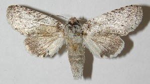  ( - 10-SRNP-6014)  @14 [ ] CreativeCommons - Attribution Non-Commercial Share-Alike (2010) Daniel H. Janzen Guanacaste Dry Forest Conservation Fund