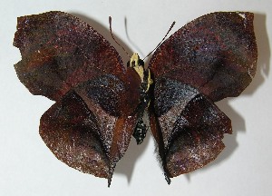  ( - 10-SRNP-73356)  @14 [ ] CreativeCommons - Attribution Non-Commercial Share-Alike (2010) Daniel H. Janzen Guanacaste Dry Forest Conservation Fund