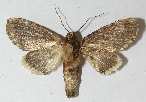  (Ginaldia Janzen03 - 10-SRNP-81663)  @14 [ ] CreativeCommons - Attribution Non-Commercial Share-Alike (2010) Daniel H. Janzen Guanacaste Dry Forest Conservation Fund