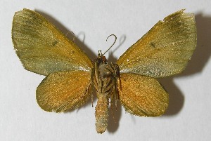  ( - 11-SRNP-30191)  @12 [ ] CreativeCommons - Attribution Non-Commercial Share-Alike (2010) Daniel H. Janzen Guanacaste Dry Forest Conservation Fund
