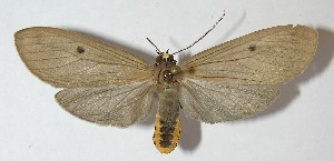  ( - 11-SRNP-30416)  @14 [ ] CreativeCommons - Attribution Non-Commercial Share-Alike (2013) Daniel H. Janzen Guanacaste Dry Forest Conservation Fund