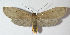  ( - 11-SRNP-30711)  @14 [ ] CreativeCommons - Attribution Non-Commercial Share-Alike (2013) Daniel H. Janzen Guanacaste Dry Forest Conservation Fund