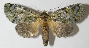  ( - 11-SRNP-30847)  @14 [ ] CreativeCommons - Attribution Non-Commercial Share-Alike (2013) Daniel H. Janzen Guanacaste Dry Forest Conservation Fund