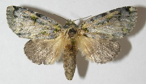  ( - 11-SRNP-30848)  @14 [ ] CreativeCommons - Attribution Non-Commercial Share-Alike (2013) Daniel H. Janzen Guanacaste Dry Forest Conservation Fund