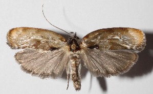  ( - 11-SRNP-57378)  @13 [ ] CreativeCommons  Attribution Non-Commercial Share-Alike (2016) Unspecified Guanacaste Dry Forest Conservation Fund