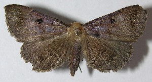  ( - 11-SRNP-70261)  @13 [ ] CreativeCommons - Attribution Non-Commercial Share-Alike (2012) Daniel H. Janzen Guanacaste Dry Forest Conservation Fund