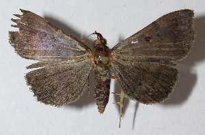  ( - 11-SRNP-70664)  @13 [ ] CreativeCommons - Attribution Non-Commercial Share-Alike (2012) Daniel H. Janzen Guanacaste Dry Forest Conservation Fund