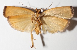  ( - 12-SRNP-5065)  @12 [ ] CreativeCommons  Attribution Non-Commercial Share-Alike (2016) Unspecified Guanacaste Dry Forest Conservation Fund