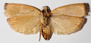  ( - 12-SRNP-69148)  @12 [ ] CreativeCommons  Attribution Non-Commercial Share-Alike (2016) Unspecified Guanacaste Dry Forest Conservation Fund