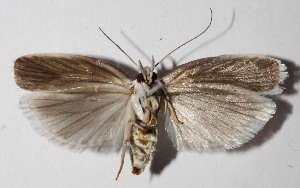  ( - 13-SRNP-43263)  @11 [ ] CreativeCommons  Attribution Non-Commercial Share-Alike (2016) Unspecified Guanacaste Dry Forest Conservation Fund