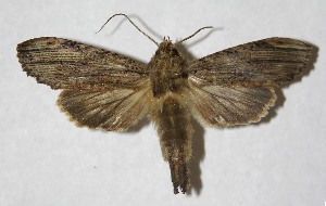  ( - 14-SRNP-30883)  @14 [ ] CreativeCommons - Attribution Non-Commercial Share-Alike (2015) Daniel H. Janzen Guanacaste Dry Forest Conservation Fund