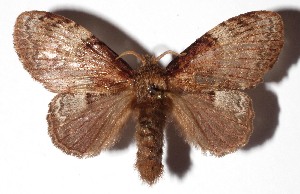  ( - 14-SRNP-3256)  @14 [ ] CreativeCommons - Attribution Non-Commercial Share-Alike (2015) Daniel H. Janzen Guanacaste Dry Forest Conservation Fund