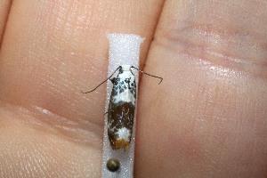  ( - 10-SRNP-13736)  @13 [ ] CreativeCommons - Attribution Non-Commercial Share-Alike (2012) Daniel H. Janzen Guanacaste Dry Forest Conservation Fund