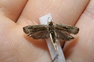  ( - 10-SRNP-43974)  @12 [ ] CreativeCommons - Attribution Non-Commercial Share-Alike (2012) Daniel H. Janzen Guanacaste Dry Forest Conservation Fund