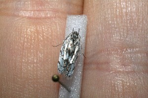  ( - 11-SRNP-1890)  @12 [ ] CreativeCommons - Attribution Non-Commercial Share-Alike (2012) Daniel H. Janzen Guanacaste Dry Forest Conservation Fund