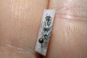  ( - 11-SRNP-1891)  @12 [ ] CreativeCommons - Attribution Non-Commercial Share-Alike (2012) Daniel H. Janzen Guanacaste Dry Forest Conservation Fund