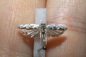  ( - 11-SRNP-2022)  @12 [ ] CreativeCommons - Attribution Non-Commercial Share-Alike (2012) Daniel H. Janzen Guanacaste Dry Forest Conservation Fund