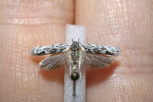  ( - 11-SRNP-2024)  @12 [ ] CreativeCommons - Attribution Non-Commercial Share-Alike (2012) Daniel H. Janzen Guanacaste Dry Forest Conservation Fund