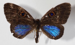  ( - 11-SRNP-32910)  @13 [ ] CreativeCommons - Attribution Non-Commercial Share-Alike (2014) Daniel H. Janzen Guanacaste Dry Forest Conservation Fund