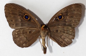  ( - 11-SRNP-32910)  @13 [ ] CreativeCommons - Attribution Non-Commercial Share-Alike (2014) Daniel H. Janzen Guanacaste Dry Forest Conservation Fund