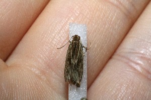  ( - 11-SRNP-40379)  @12 [ ] CreativeCommons - Attribution Non-Commercial Share-Alike (2012) Daniel H. Janzen Guanacaste Dry Forest Conservation Fund