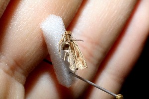  ( - 11-SRNP-40576)  @12 [ ] CreativeCommons - Attribution Non-Commercial Share-Alike (2012) Daniel H. Janzen Guanacaste Dry Forest Conservation Fund