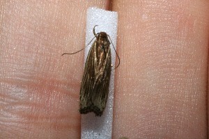  ( - 11-SRNP-40577)  @12 [ ] CreativeCommons - Attribution Non-Commercial Share-Alike (2012) Daniel H. Janzen Guanacaste Dry Forest Conservation Fund